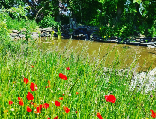 SAS Aquatics – Wildlife & Pond Services Devon